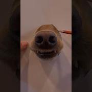 I Sketched The Most Realistic Dog Picture You Will See Dog Goldenretriever