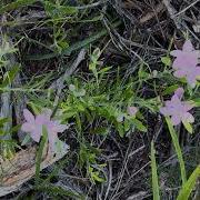 Crowea Exalata1 Flowers Nature