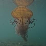 Pacific Sea Nettle Jellyfish