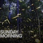 Fireflies Put On A Summertime Light Show