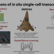 Mapping Tissues With In Situ Single Cell Transcriptomics