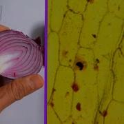 Onion Cells Under The Microscope