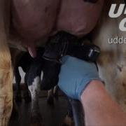 Udder Gun Close Up Teat Scrub