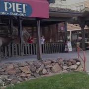 Elks Cruise Under YOU NEED PIE