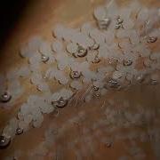 Red Devil Cichlid Blood Parrot Cichlid Breeding Eggs To Adult Hybrid Breeding Project Day 2