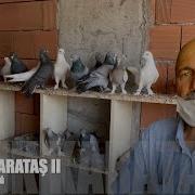 Taklacı Güvercin Sohbeti Şefik Karataş II