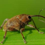 Weevil Lore Line Rider
