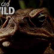 Venomous Cane Toads Nat Geo Wild