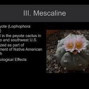 Lecture 20 Psychedelic Drugs Part 1