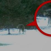 Are These Real Cryptids Caught On Camera