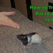 How To Train A Rat To Jump To Hand
