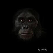 6 Million Years Of Human Evolution In 40 Seconds HD