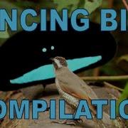 Weird Wonderful Dancing Birds Compilation Part 1