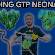 Feeding Baby Green Tree Pythons First Meals