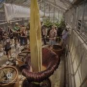 Corpse Flower Blooms In Australia Crowds Flock To See It