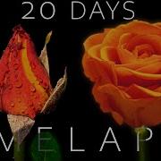 Life Cycle Of Growing Roses Timelapse 20 Days