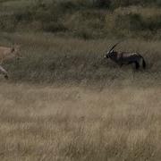 Lioness Attack Antelope Group In The Plain Bring It Down Video