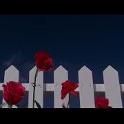Blue Velvet Opening Sequence