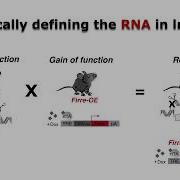 Putting The RNA In LncRNA