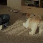 Cricket Fetches A Slipper Behavior Created With Shaping By Successive Approximation