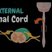 External Spinal Cord Surface Segments Spinal Nerve Enlargements Reflex Arch Anatomy