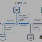 4 2 Detection And Functional Annotation Of LncRNA Bianca Pasat