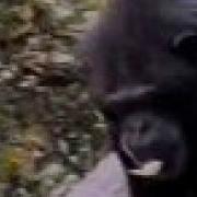Monkeys GHOSST