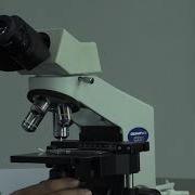 LAB 1 Microscopy