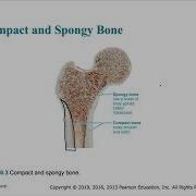 BIO 201 Chapter 6 Bones And Skeletal Tissues
