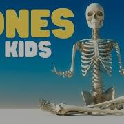 Bones For Kids Learn About The Skeletal System For Kids