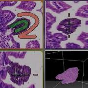 3DHISTECH Segmentation In 3DView Software