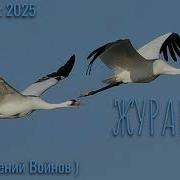 Журавли Cover Евгений Войнов New Remix 2025