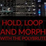 Polybrute Hold Loop And Morph