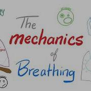The Mechanics Of Breathing Normal Inhalation And Exhalation Respiratory Physiology