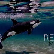 Orca Tranquil Waters Relaxing Music With Swimming Orcas Calming Underwater