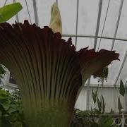 Corpse Flower Time Lapse