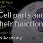 Cell Parts And Their Functions Cells And Organisms Middle School Biology Khan Academy