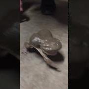 Screaming Budgett S Frog