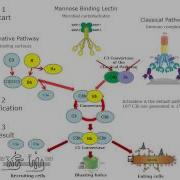 The Complement System Made Simple