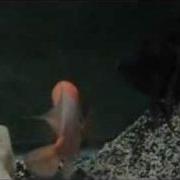 Red Devils Spawning