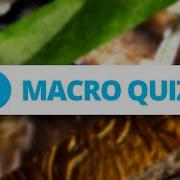 Identify The Everyday Objects Macro Photo Quiz