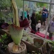 Stinky The Corpse Flower S Short But Glorious Life At Denver Botanic Gardens