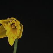 Free Stock Footage Of Blooming Flower Timelapse
