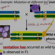 Complementation Supplemental Lecture
