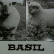 The Council Rat Catcher And Killer Sheep Monty Python