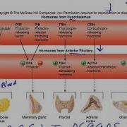 Chapter 16 Anterior Pituitary