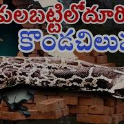 Indian Rock Python Wildvenkat Viral