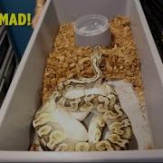 Putting Away Ball Python Eggs Tips And Tricks ANGRY MOM