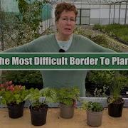 What Should You Plant In The Coffin Border Perennials For Narrow Shallow Dry Borders