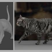 Cat Walk Cycle Test
